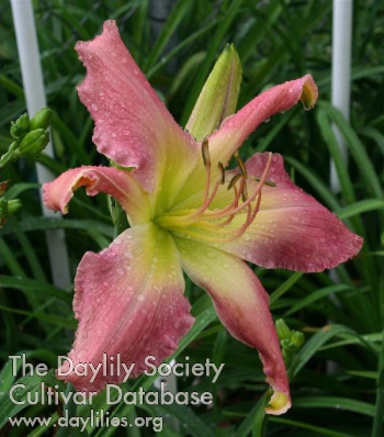 Daylily Whip City Harry Bishop